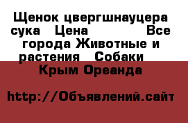 Щенок цвергшнауцера сука › Цена ­ 25 000 - Все города Животные и растения » Собаки   . Крым,Ореанда